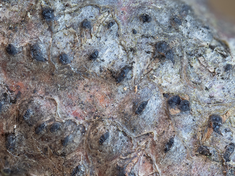 Lopadostoma fagi Lopadostoma fagi